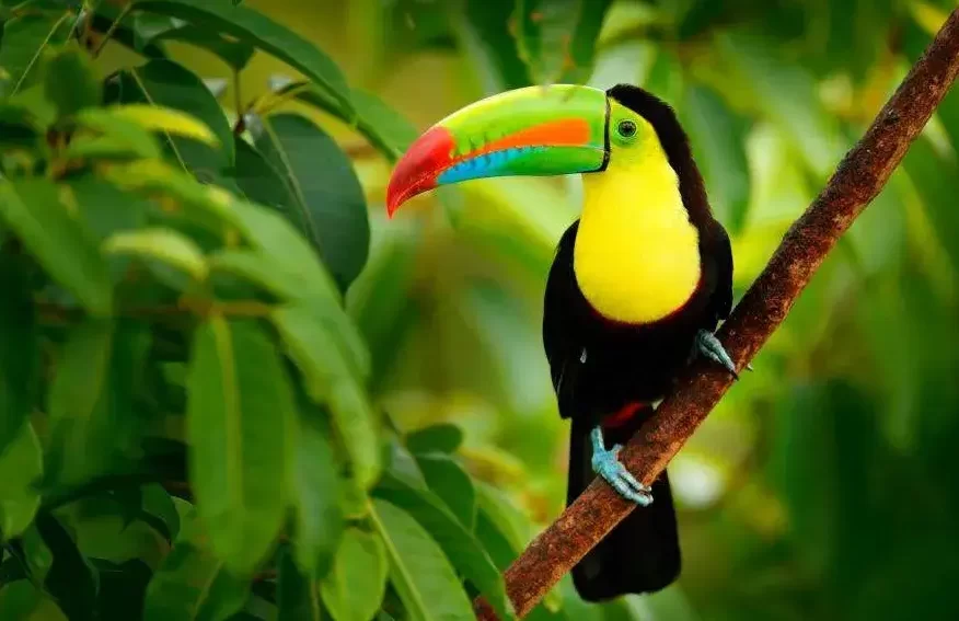 Panama Costa Rica Tall Ship Cruise, Panama &#038; Costa Rica Star Clipper