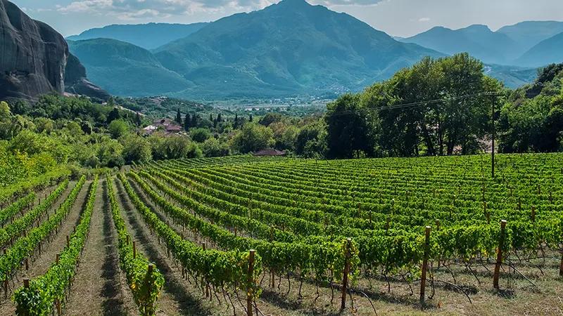 Greek island hopping wine cruise, Wines Of Greece