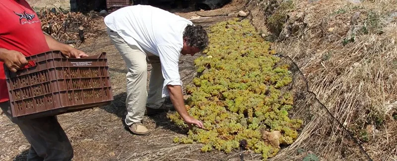 Greek island hopping wine cruise, Wines Of Greece