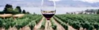 Wines Of Greece