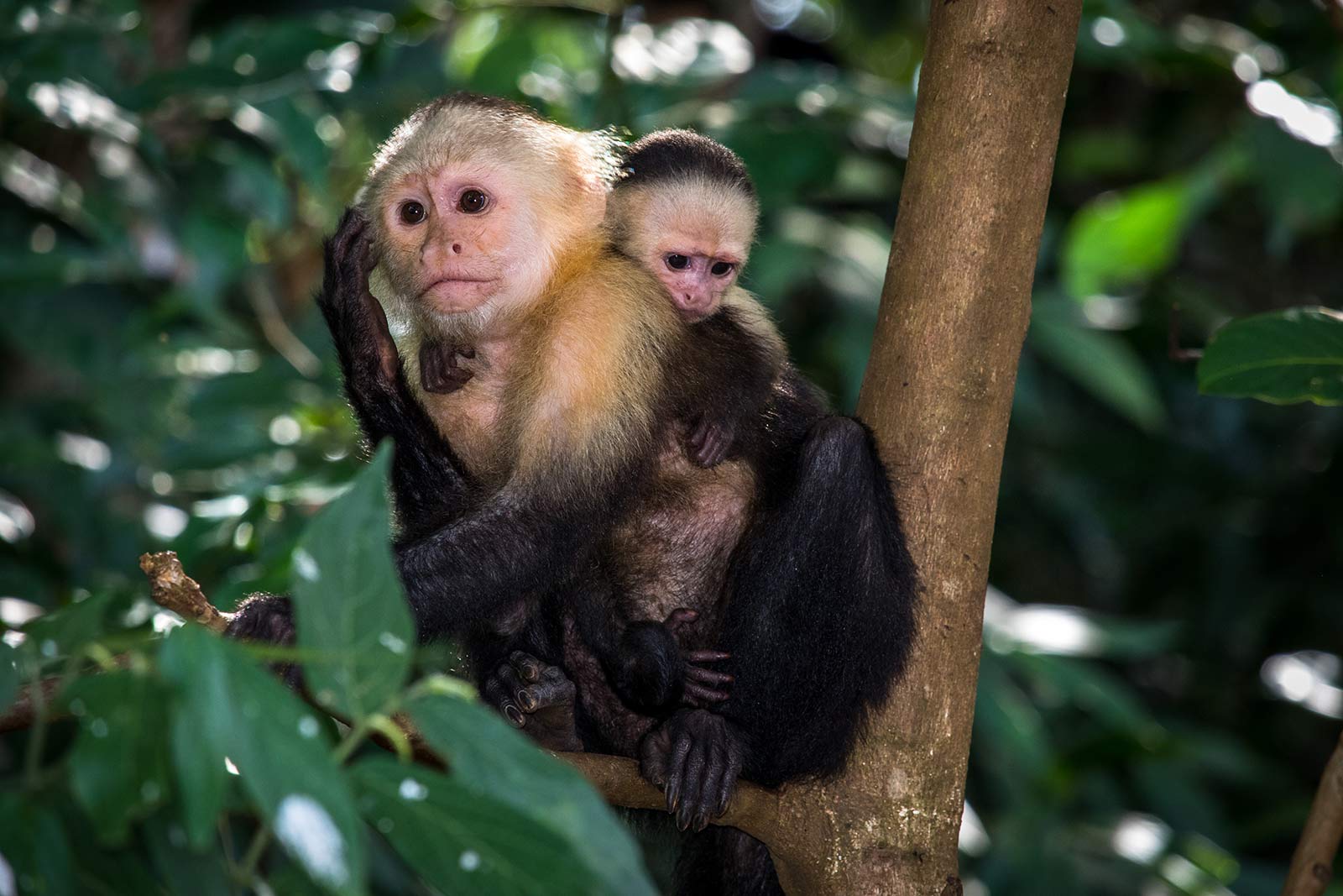 Panama Costa Rica Tall Ship Cruise, Panama &#038; Costa Rica Star Clipper