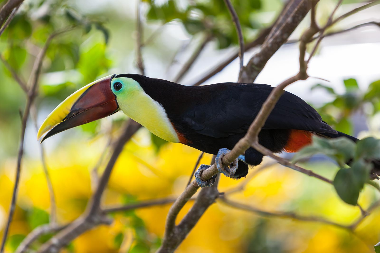 Panama Costa Rica Tall Ship Cruise, Panama &#038; Costa Rica Star Clipper