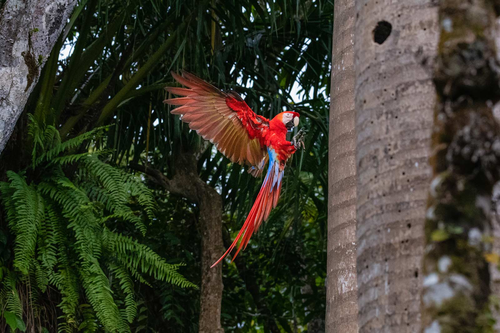 Panama Costa Rica Tall Ship Cruise, Panama &#038; Costa Rica Star Clipper
